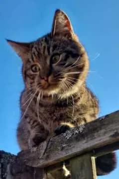 Takka