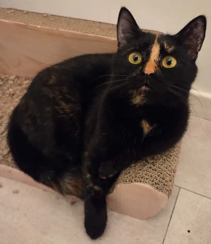 Zula