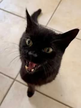 Neko