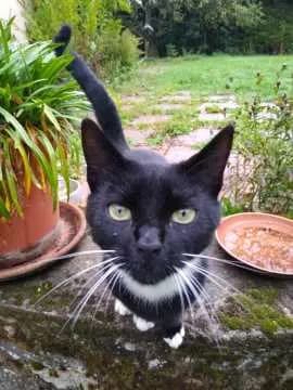 Findus