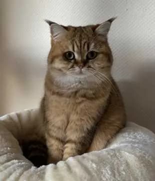 Mimi