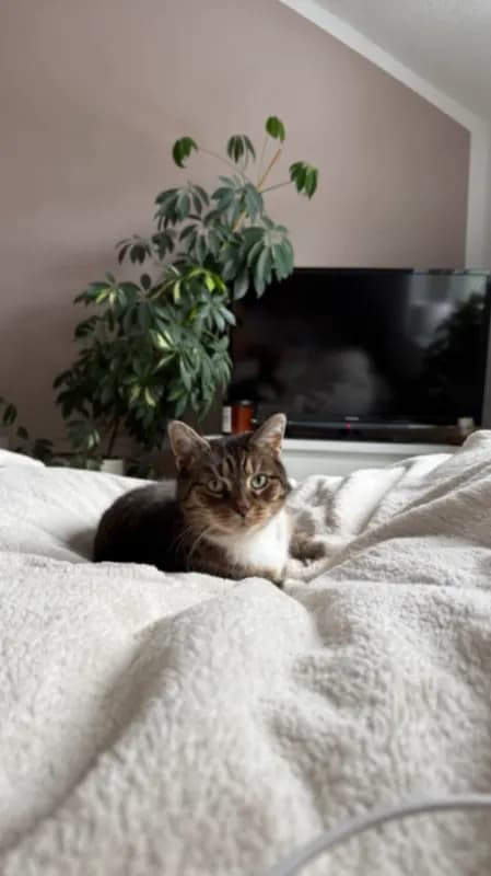 Josi