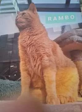 Rambo