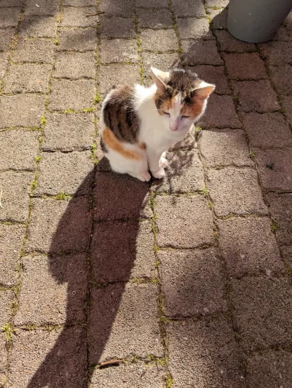 Katze Serafina