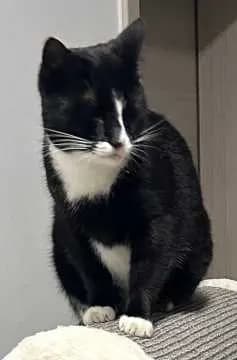 Findus