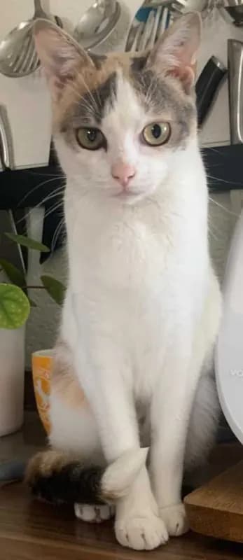 Lyuba