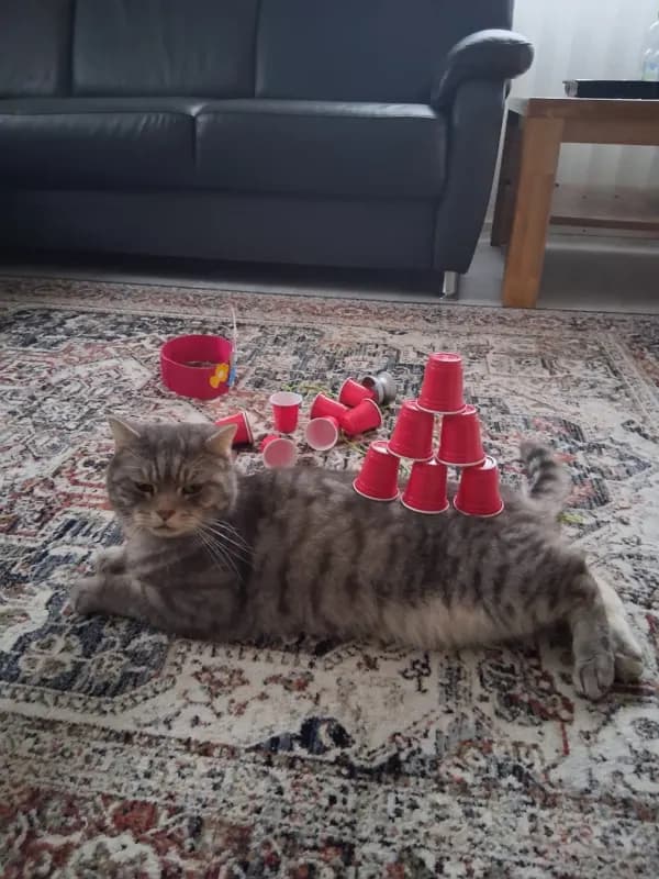 Simba