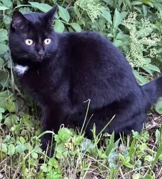 Salem