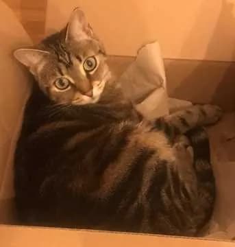 Mimi