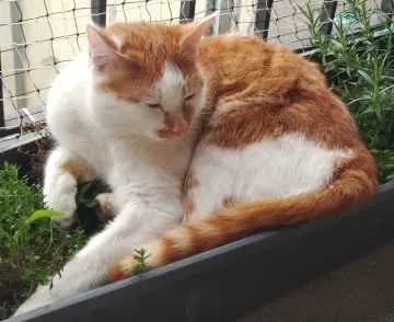 Gustav