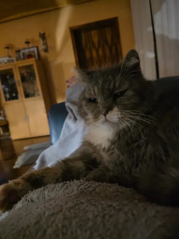 Socke