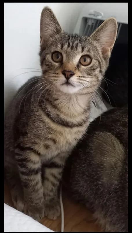 Fela