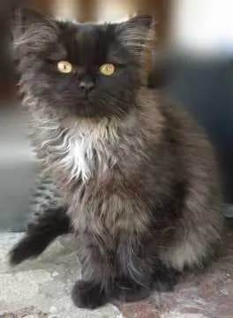Frodo