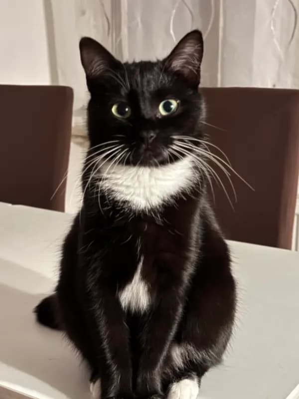 Tia
