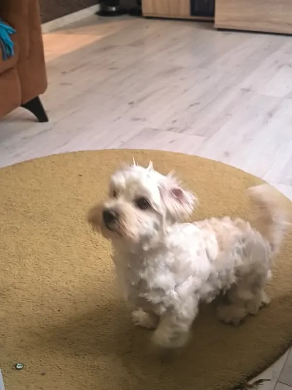 Milo