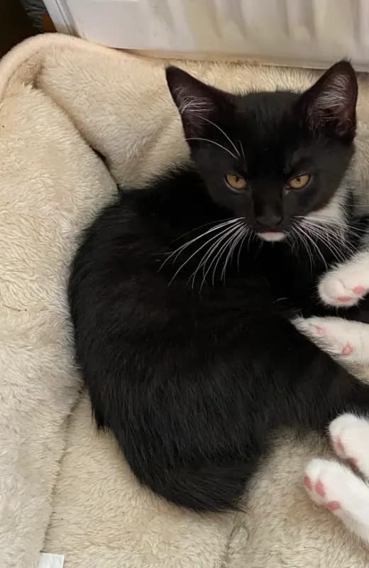 Blacky