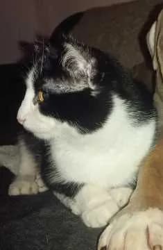 Peanut
