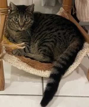 Cleo