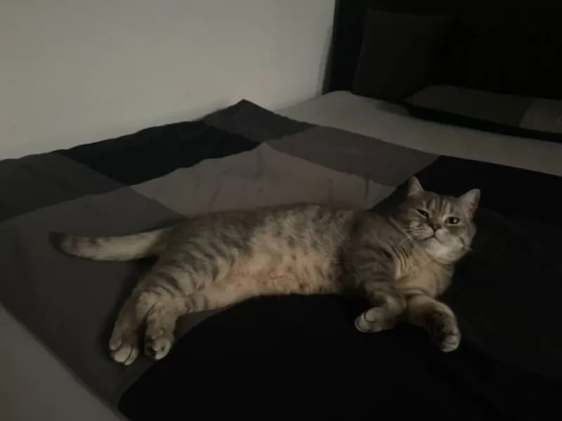 Balu