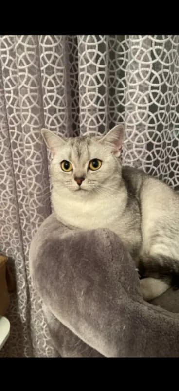 Kessi