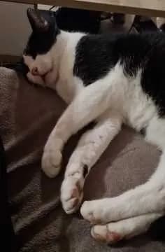 Felix