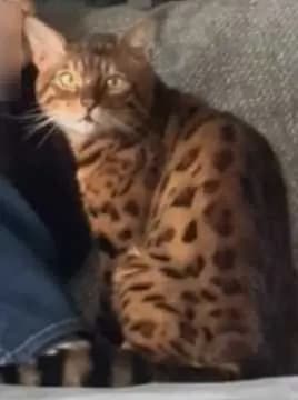 Simba