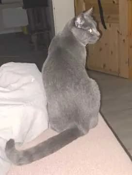 Simba