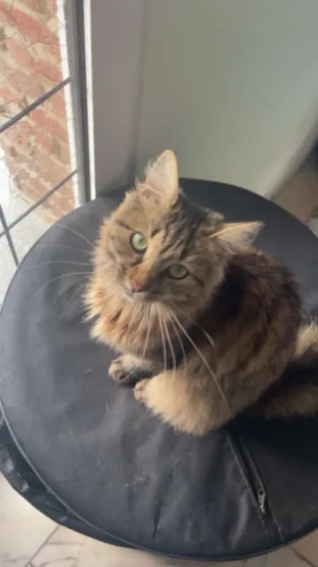 Nina
