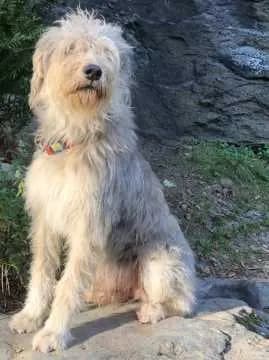 Bobby