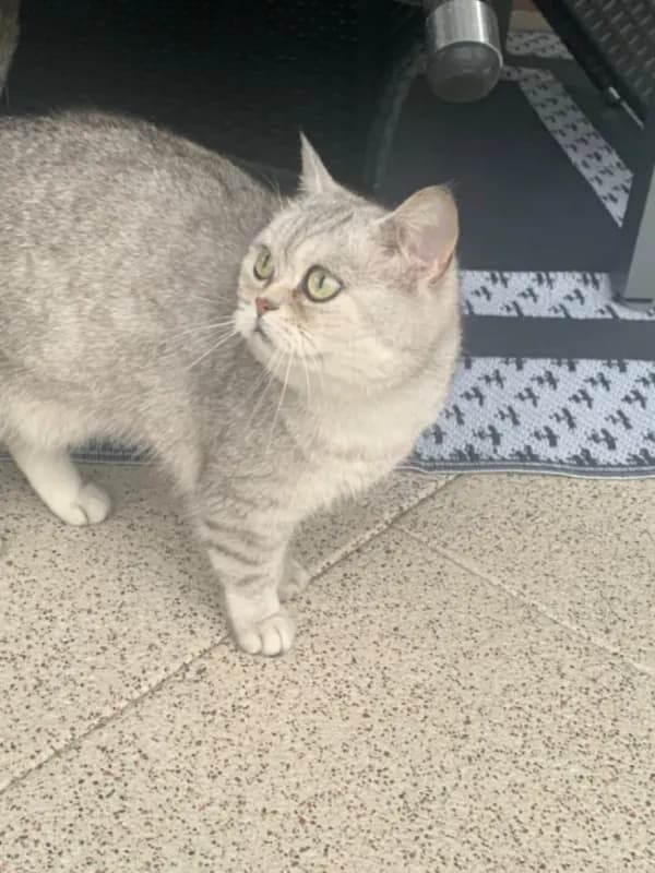 Sheila