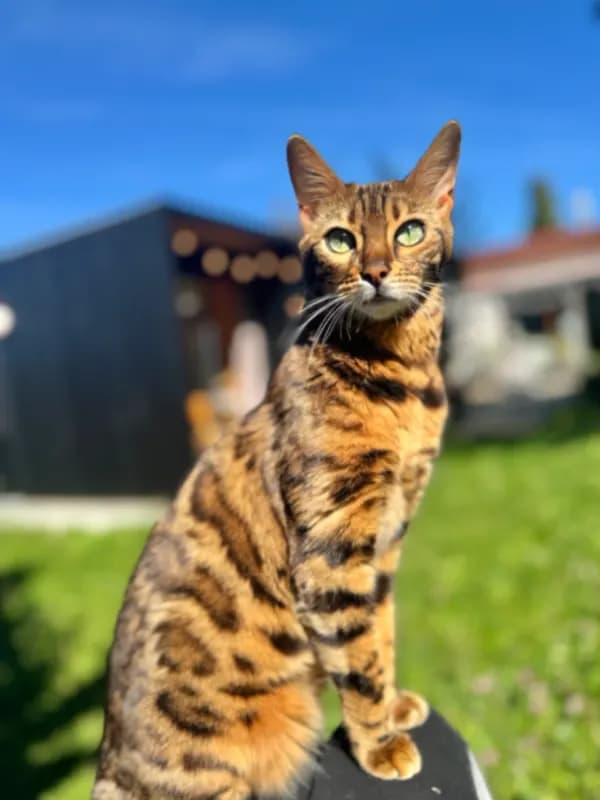 Molly