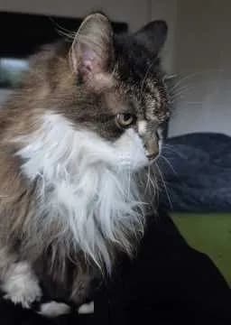 Gizmo