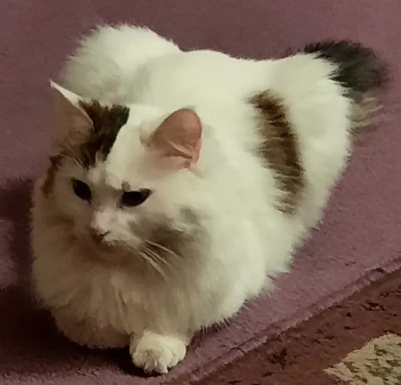 Ayla