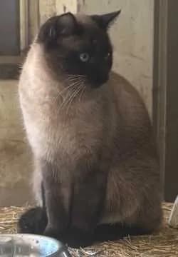 Simba