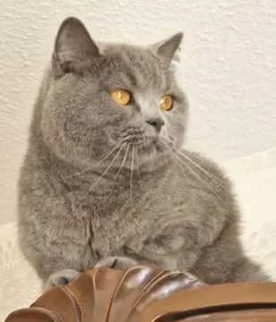 Monty