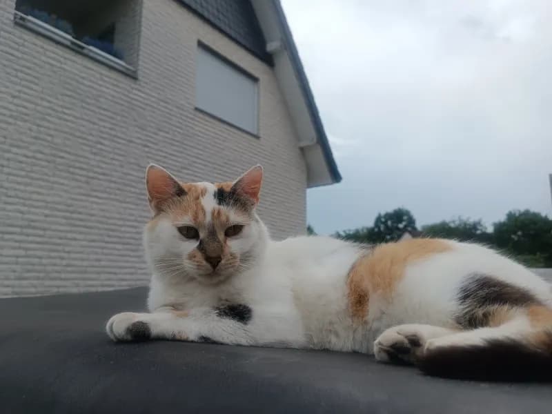 Mika