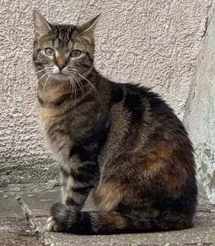 Cloe