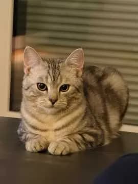 Loki