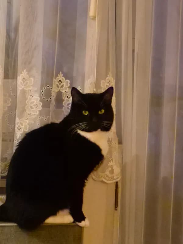 Mazus oder Peter