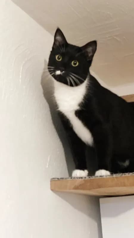 Kissa