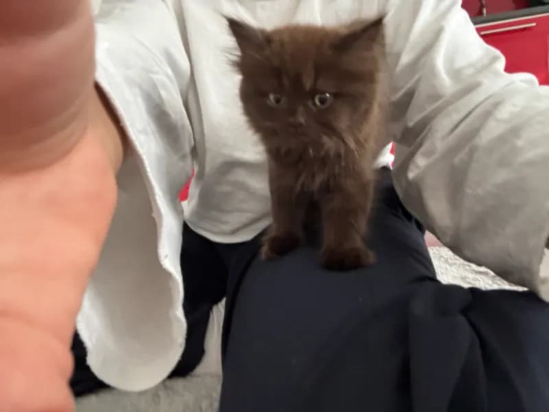 Nala