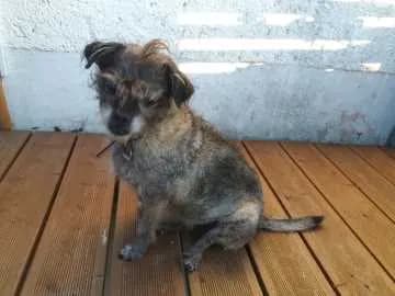 Pippi
