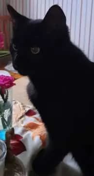 Lutzi