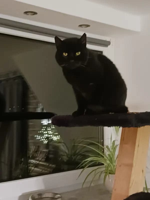 Mika