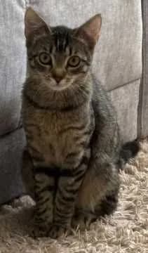 Fibi
