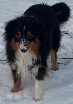 Benno