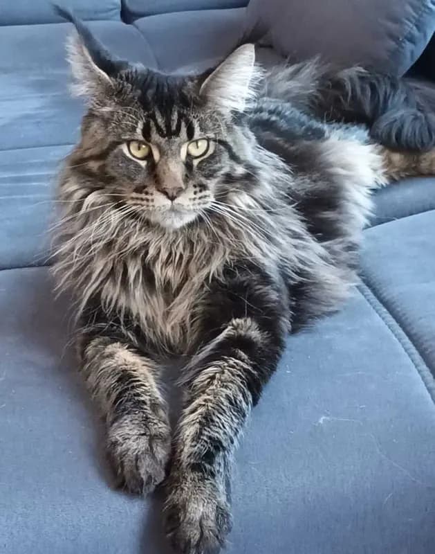 Diego