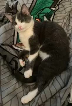 Sirius