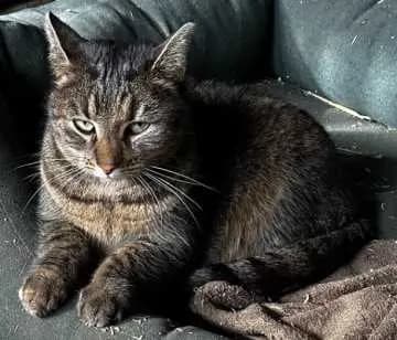 Kitty