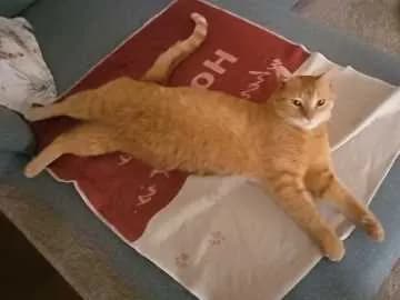 Felix